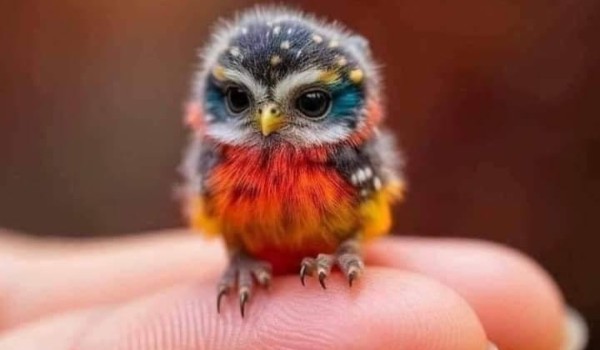 Czy jesteś podobny do sówki?