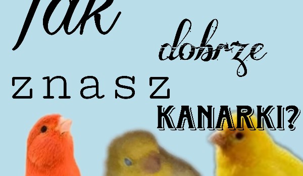 Jak dobrze znasz kanarki?