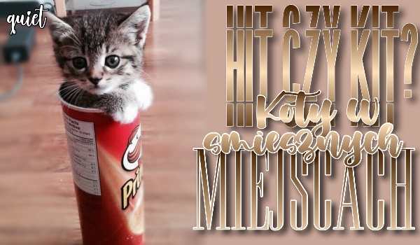 Hit czy kit? — Koty w śmiesznych miejscach!