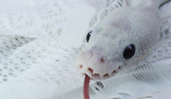 Głosowanie o ślubie