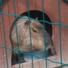 capybara9191