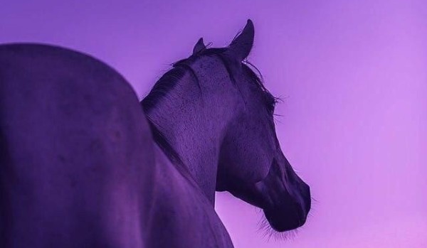 Ocenianie profili #16 HelpingHand!