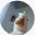 ciapa_226
