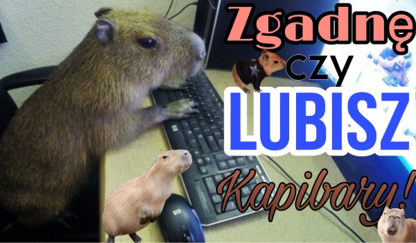 Zgadnę czy lubisz Kapibary!