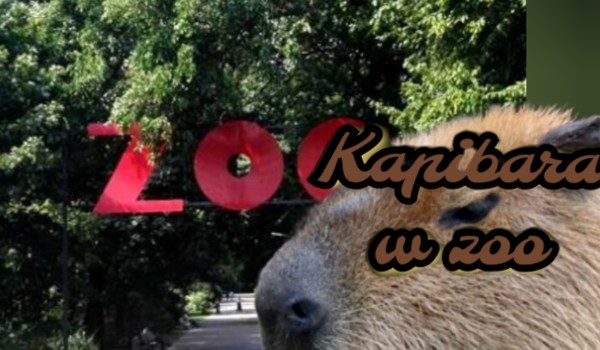 Kapibara w zoo