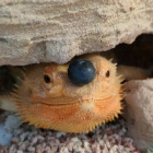 gekonn_