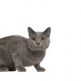 KittyFP