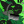 Emerald___