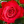 Rose_Rouge