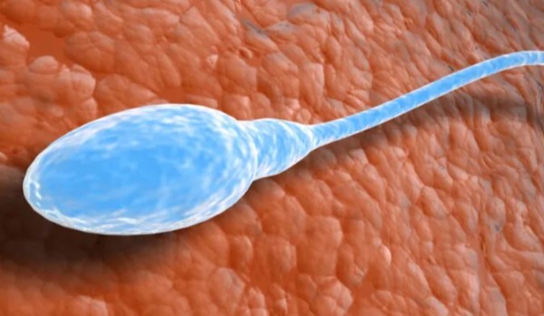 Którym plemnikiem byłeś