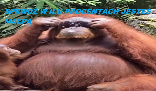 W ILU PROCENTACH JESTEŚ MAŁPĄ?