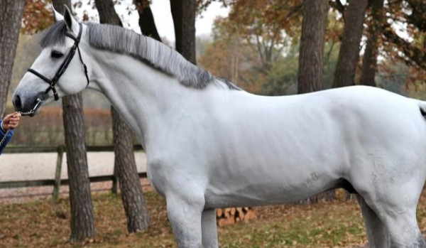 Życie w cuglach cz.18