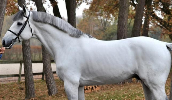 Free Rein cz.19