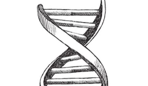 Różnorodność roślin