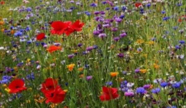 Jak dobrze znasz polne kwiaty?