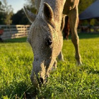 konik4000