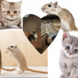 .Kitty_Gerbil.