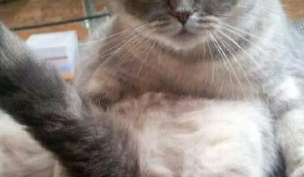 Test Wiedza IQ Foxokos