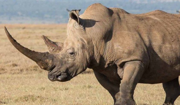 Present simple, present continuous and present perfect