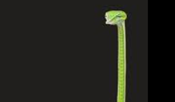 CZY JESTEŚ GŁUPI ?