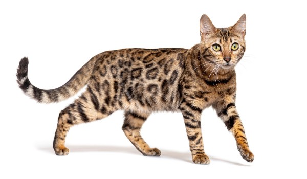 Czy jesteś zdrowy\a?