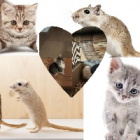 .Kitty_Gerbil.konto.zapasowe