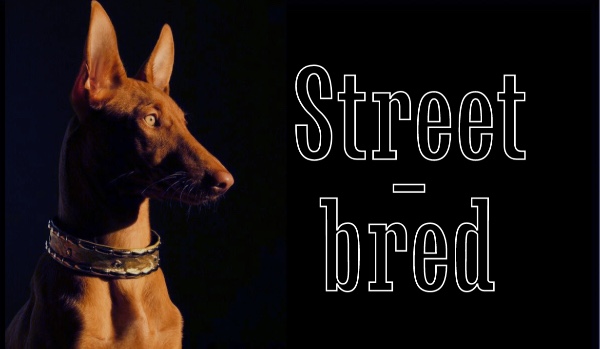 Street-bred | prologue