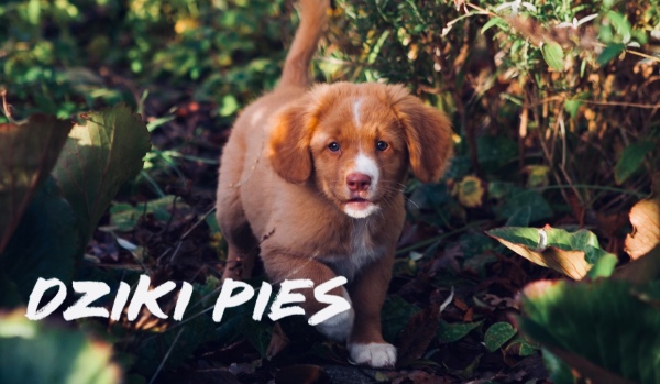 Dziki Pies//część 2