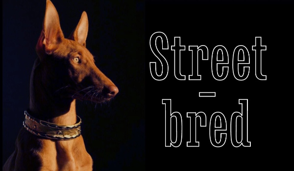 Street-bred | part one