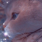 koty.psoty