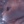 koty.psoty