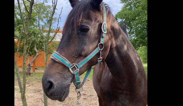 Czasowniki nieregularne