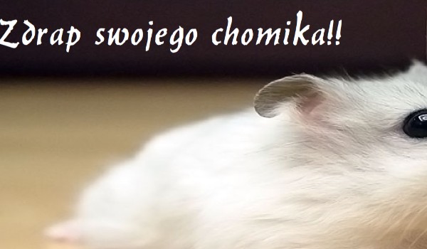 ZDRAP SWOJEGO CHOMIKA!!