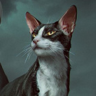 FankaWysokiejGwiazdy...