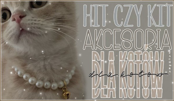 Hit czy Kit? Akcesoria dla kotów!
