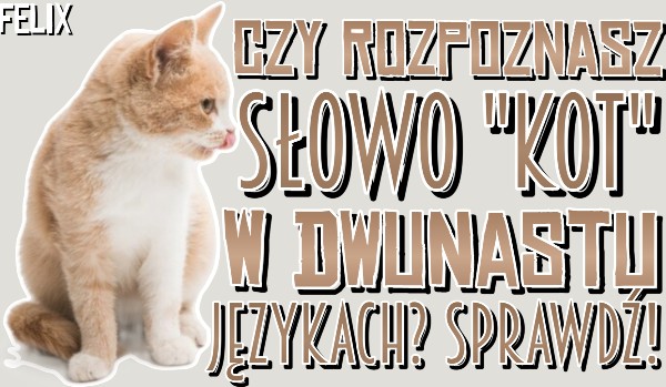 Czy rozpoznasz słowo „Kot” w dwunastu językach?
