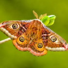 STUDYwith_MothWing_