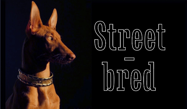 Street-bred | part three