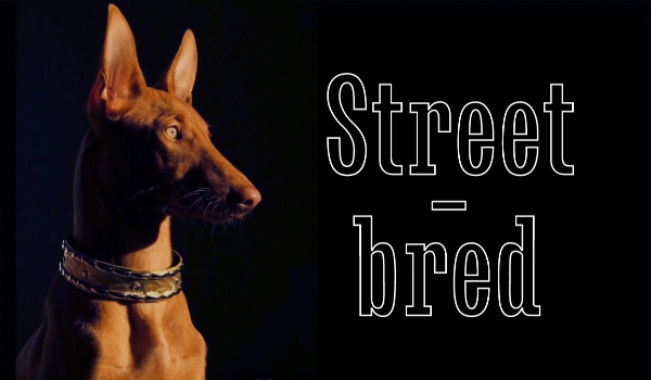 Street-bred | part five