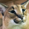 Floppa1234