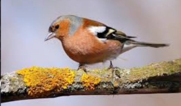 SŁODKIE vs BRZYDKIE ZWIERZĘTA   cz.2 ptaki