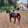 Galloping.trought.life