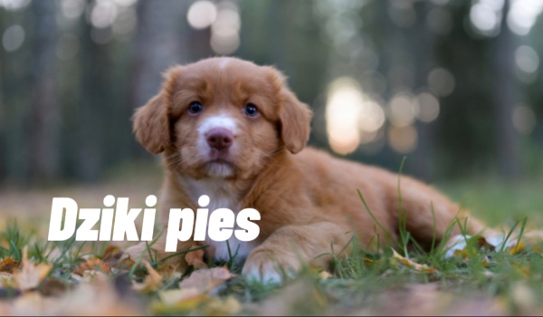 Dziki pies//Część 3