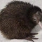 Kiwi_Bird_Or_Milka6