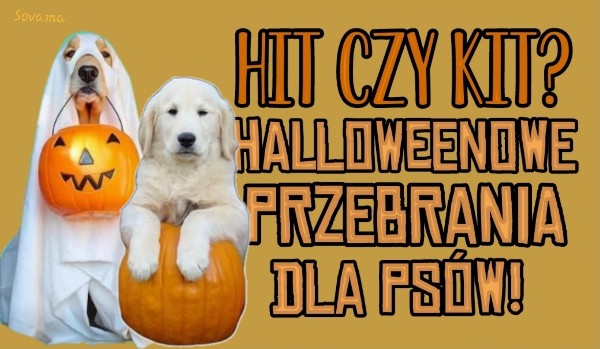 Hit czy kit? Halloweenowe przebrania dla psów!