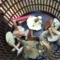 cukier11