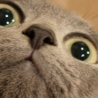 xXILoveCatsXx