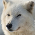 Lunaiwilk
