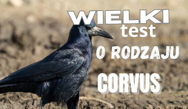 Wielki test o rodzaju Corvus!