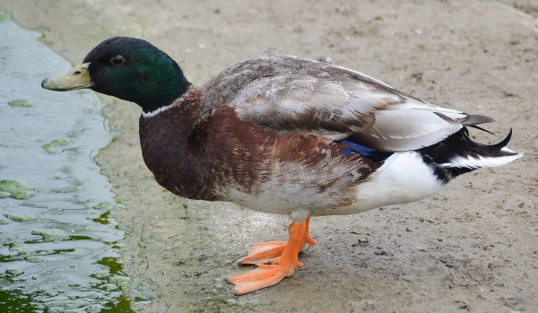 Czy jesteś Shmungussem?